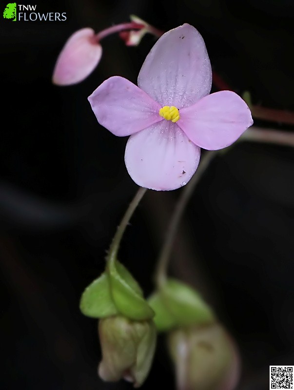 Common Begonia